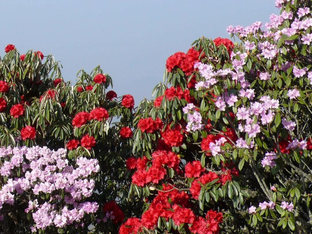 轿子雪山杜鹃花图片图片