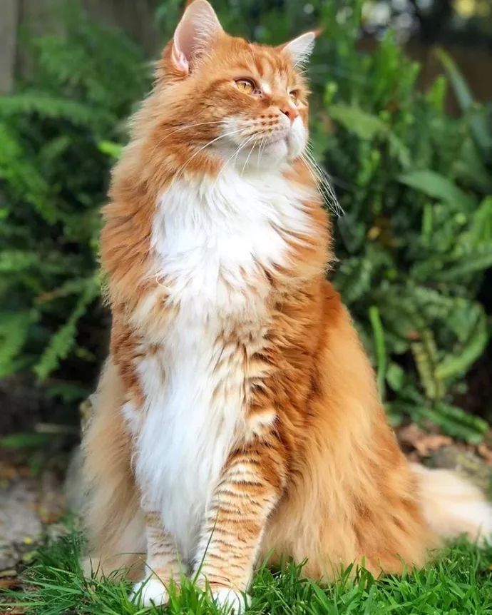 橘猫串缅因猫图片