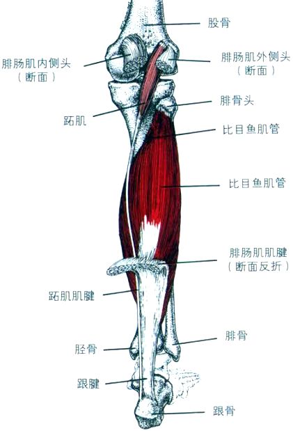大鱼际肌肉解剖图片