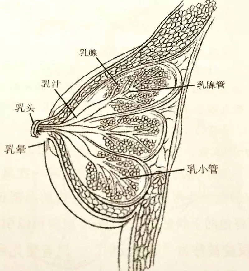 乳腺导管结构图片