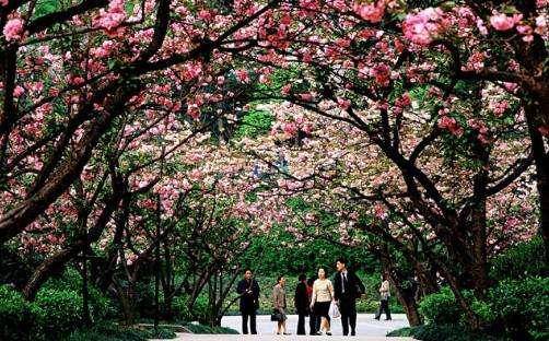 重慶市的市花市樹是這些居然還有人不知道