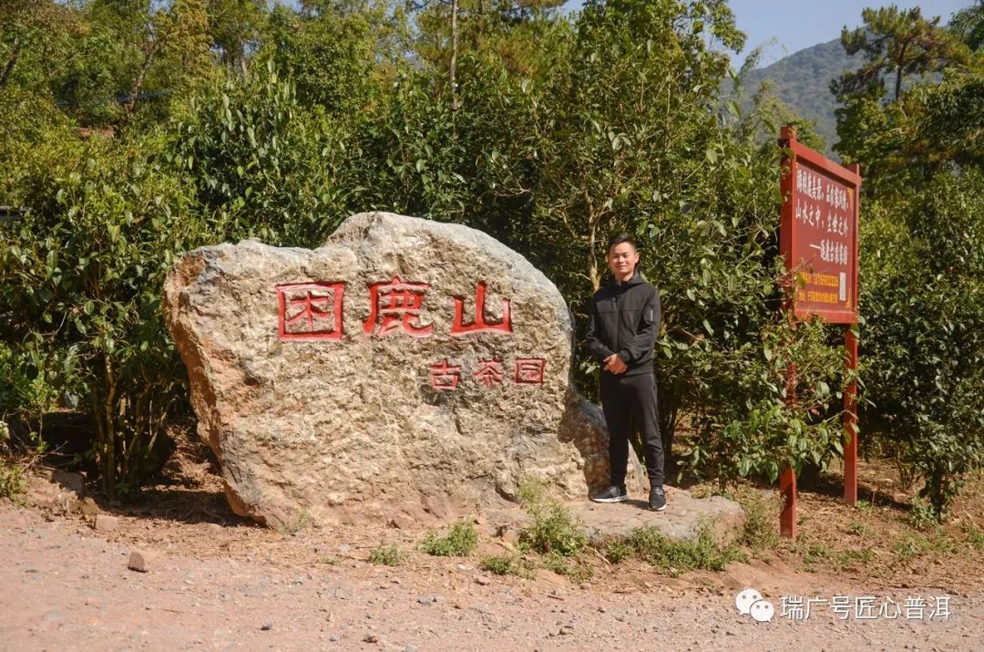 瑞广号2018茶山行最后一站丨困鹿山爱茶人必去的朝圣之地