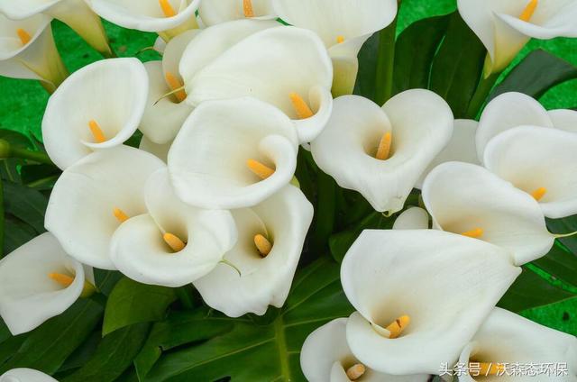 最美的30种白色花 适合你的花园种植设计 美丽的户外花园