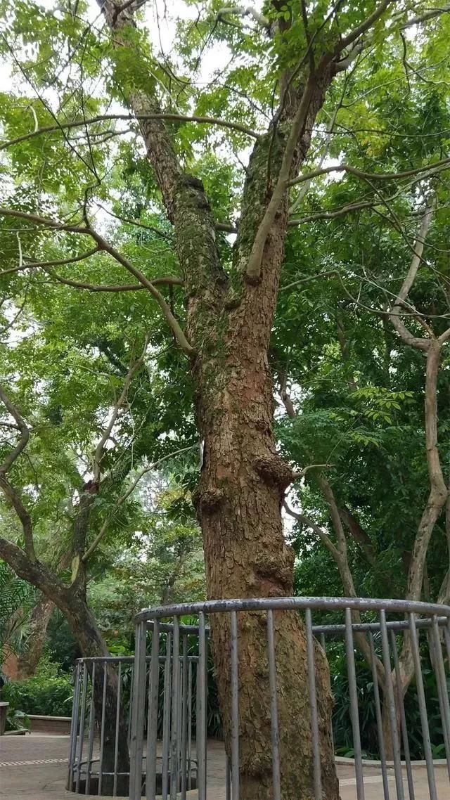 種植於海南的黃花梨樹 海口市瓊山區