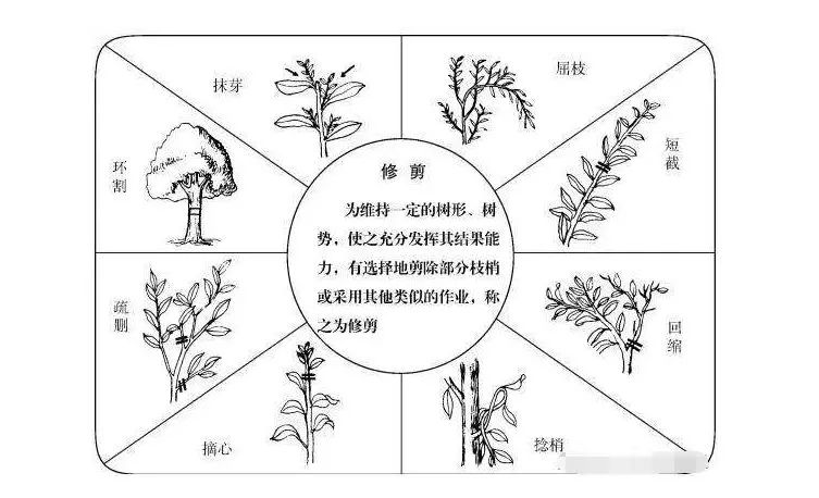 柑橘树形修剪图解图片