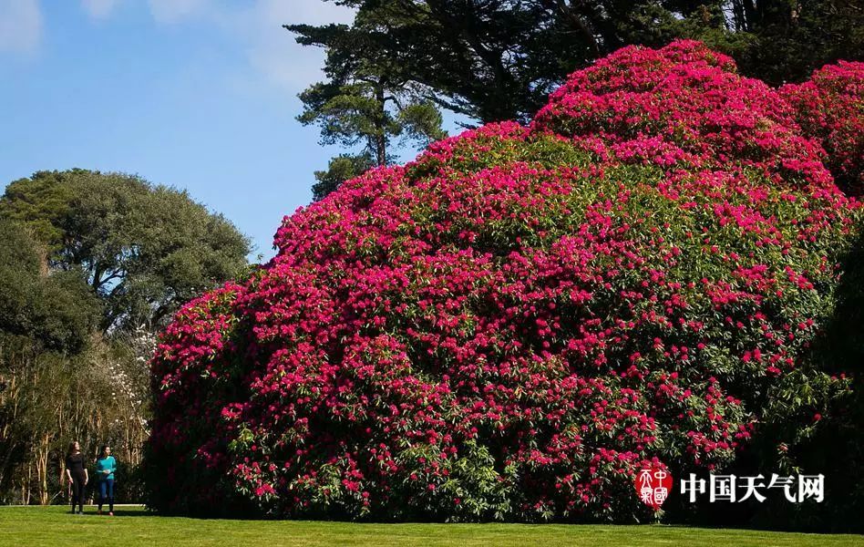 美圖| 英國杜鵑花樹高12米花開滿園-搜狐