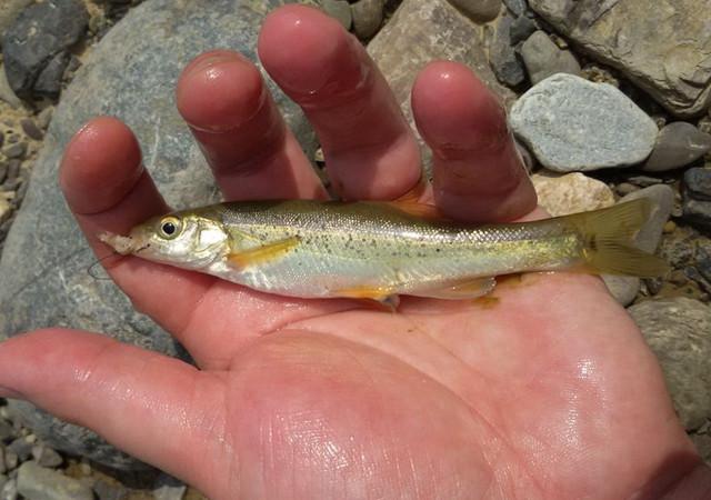 老家山溪裡釣起幾種魚味道都很鮮美最驚喜的還是收穫這種魚