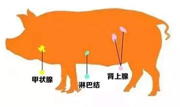 猪肉是最常吃的荤菜!可它有3个不宜,你可知道?