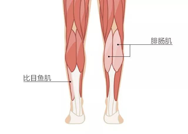 腿上的筋分布图图片