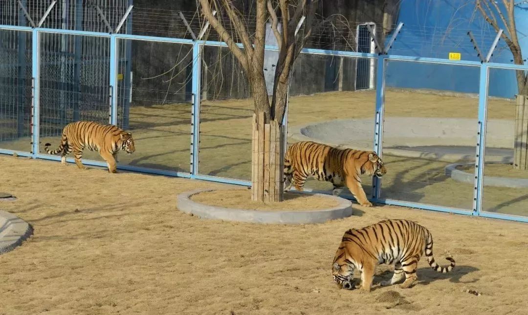 美食狂歡明星助陣諸城野生動物園讓你嗨翻這個五一假期