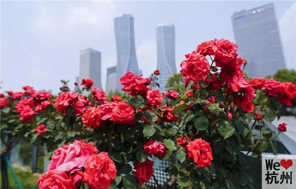 杭州全城盛放月季花:共140萬多棵,高架變網紅