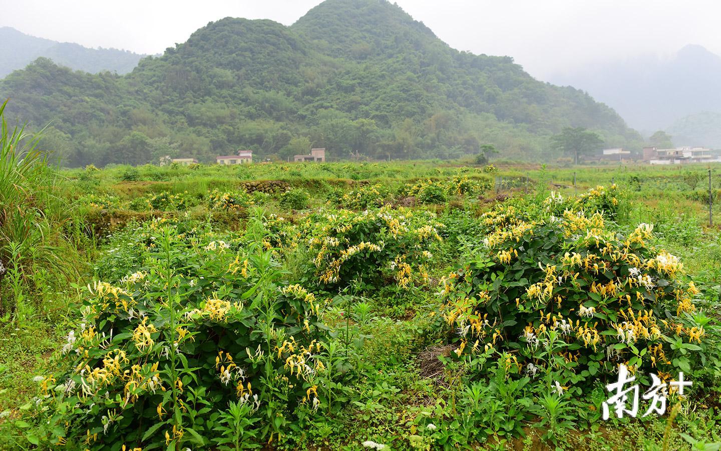 小小金银花助韶关乳源大东村村民奔上致富路