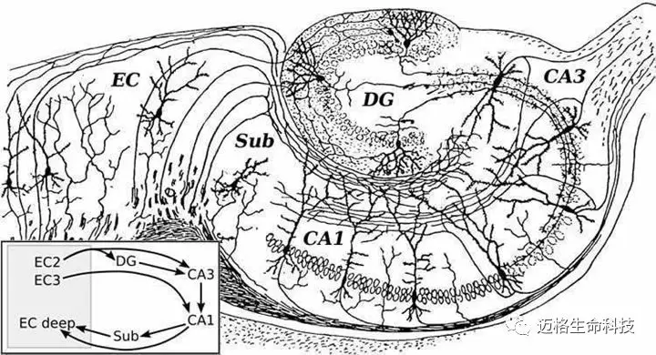 大鼠海马分区结构图图片