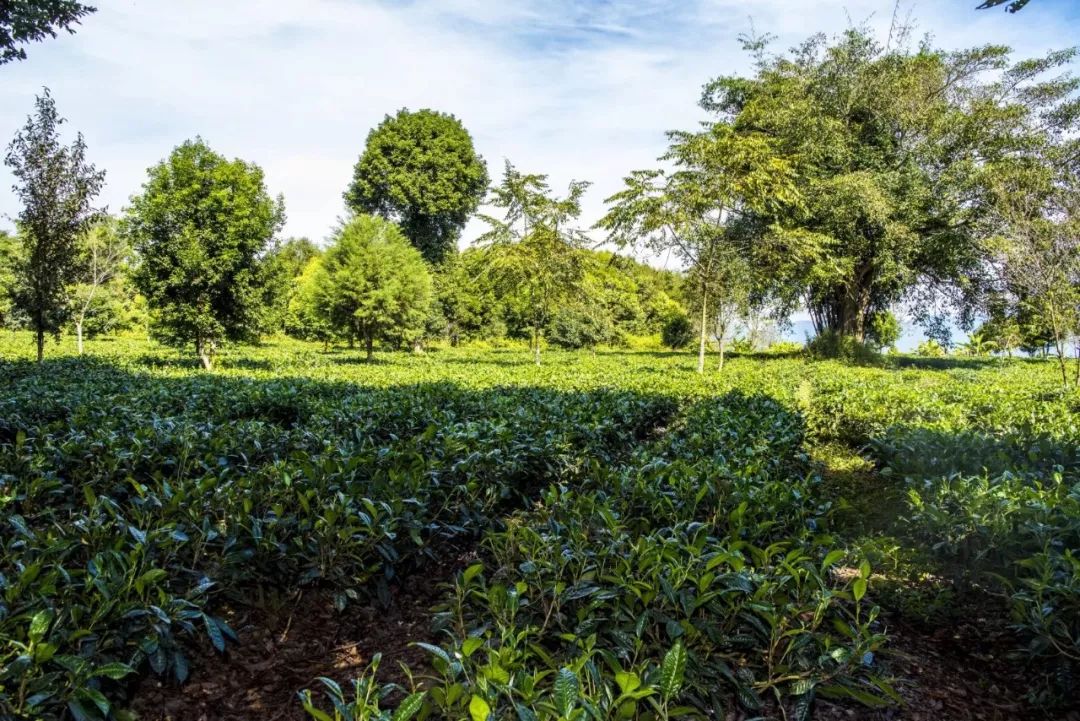 白龍茶業普洱景谷大白茶的現代製造者