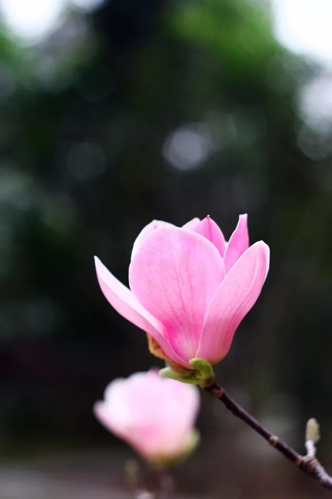 聽一朵花開的聲音!