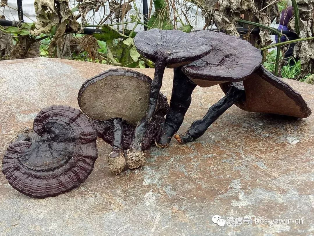 青水龍頭村兩人吃靈芝煮鴨子湯中毒