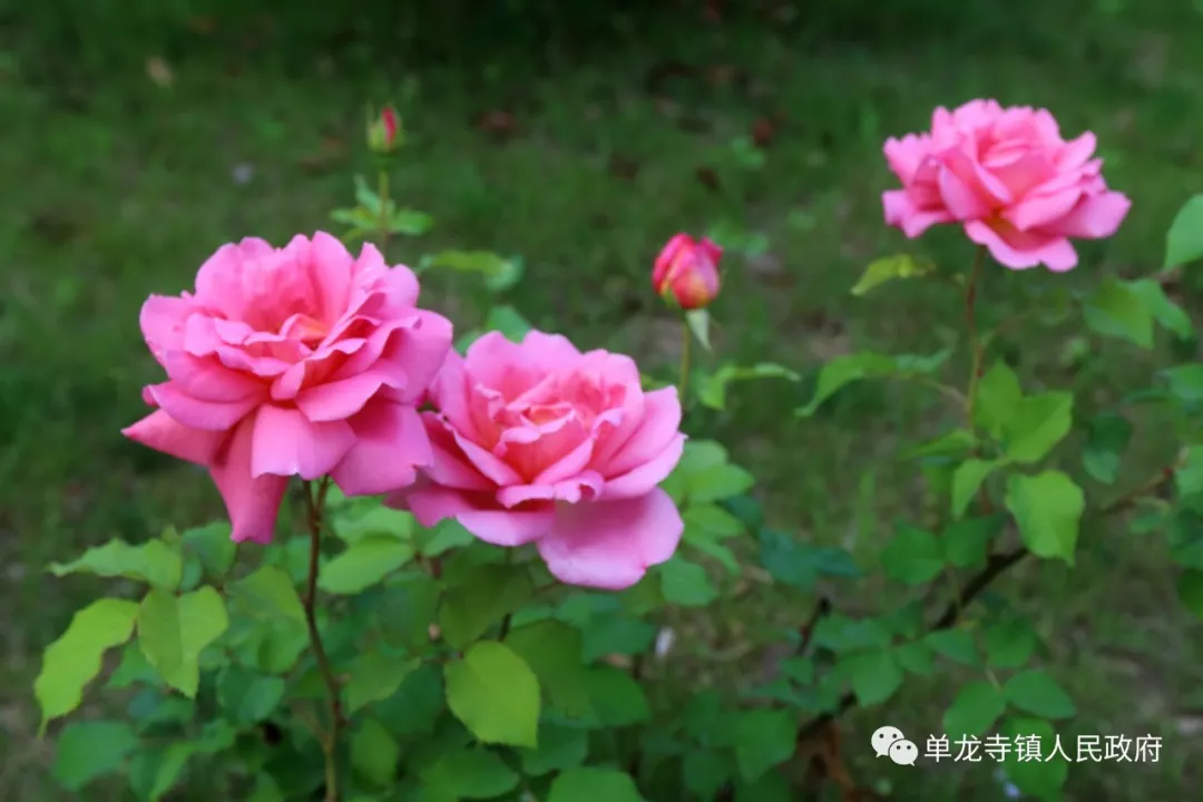 霍山单龙寺鲜花小镇图片