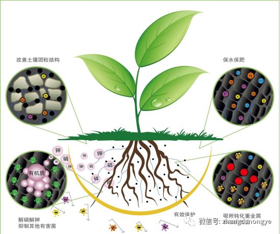 2,既能补充植物所需的营养元素,同时有效的分解,释放土壤中被固化的养