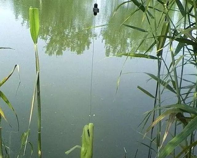 使用芦苇钓鱼需要特别注意的是,加入芦苇芯挂的太长,或者鱼钩太靠上