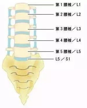 腰椎第四第五节位置图片