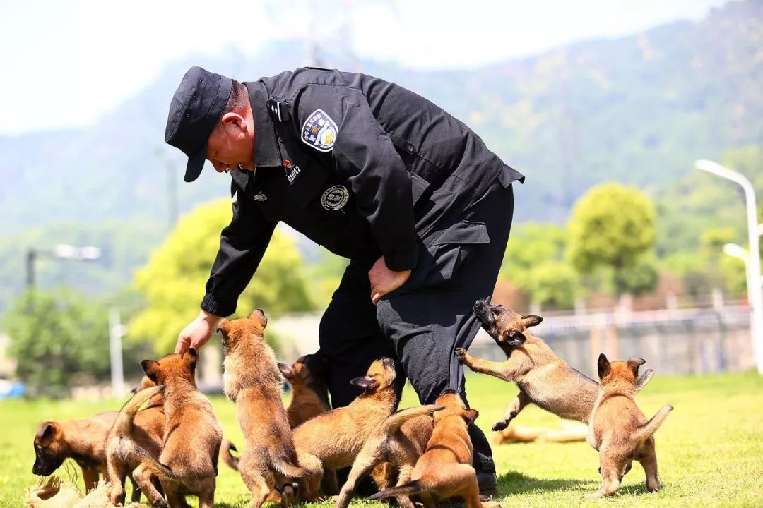 我是蕭山警察潘國良我的工作是訓犬視頻