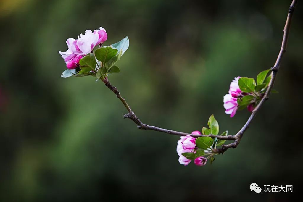 邀請繪畫學校老師帶領學生進行戶外寫生,在西城牆海棠公園開設一節別