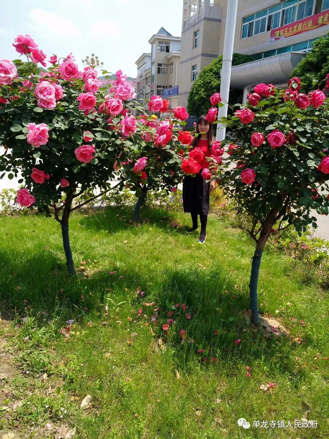 霍山单龙寺鲜花小镇图片