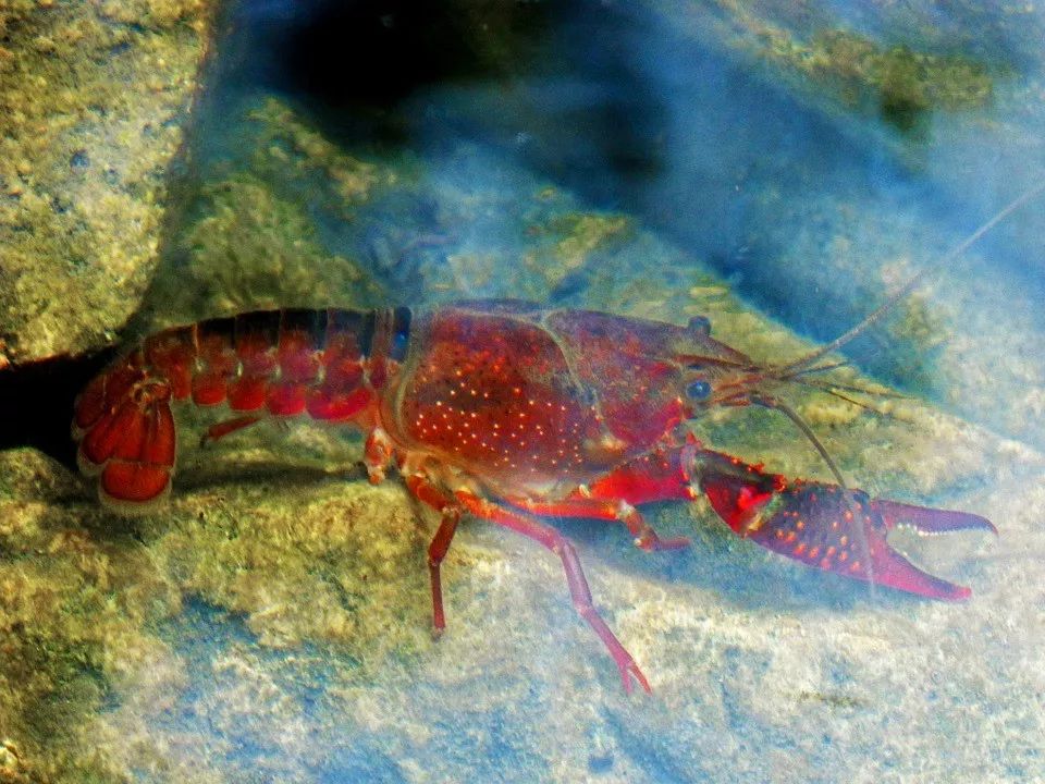 西沙群岛的海底 龙虾图片