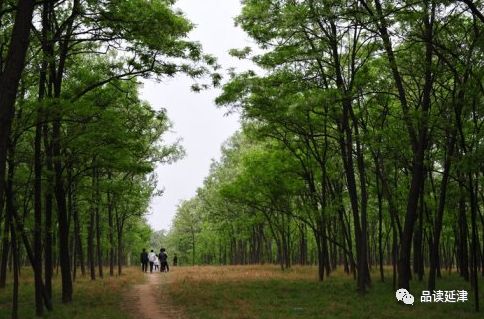 延津黄河故道森林公园图片