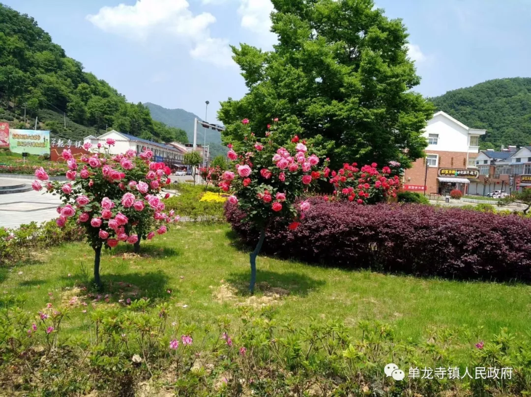 霍山单龙寺鲜花小镇图片