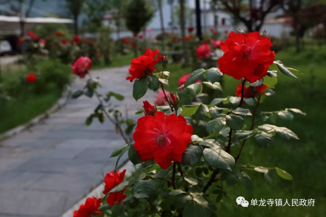 霍山单龙寺鲜花小镇图片