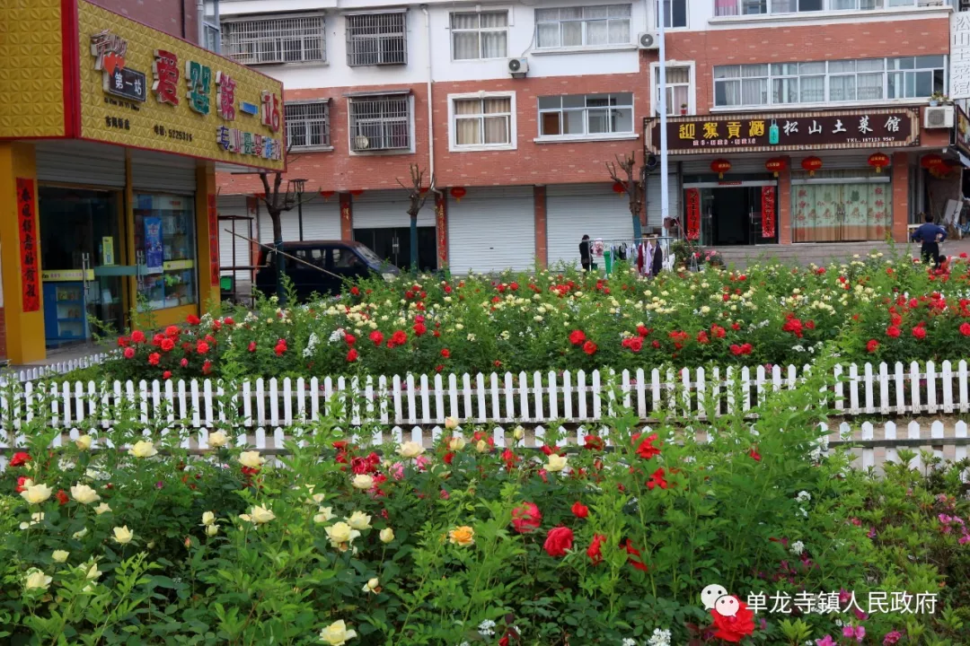 霍山单龙寺鲜花小镇图片