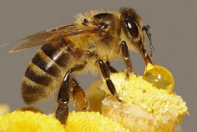 1斤蜂蜜需要一只蜜蜂飞行2万多次 采集上百万朵花