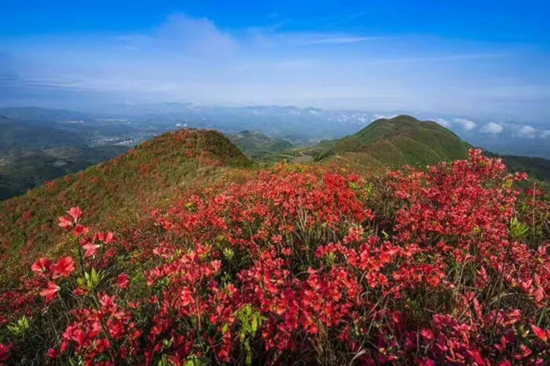 貴州黃平擬建大高山旅遊公路環線 幾年後,欣賞萬畝杜鵑更加便捷!