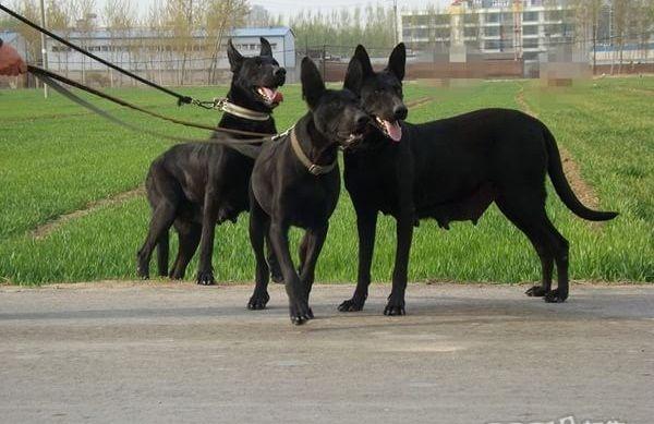 墨界黑狼,中國鎮宅辟邪神犬黑狼犬