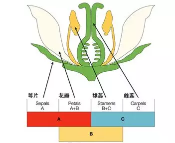 牡丹花的结构组成图图片