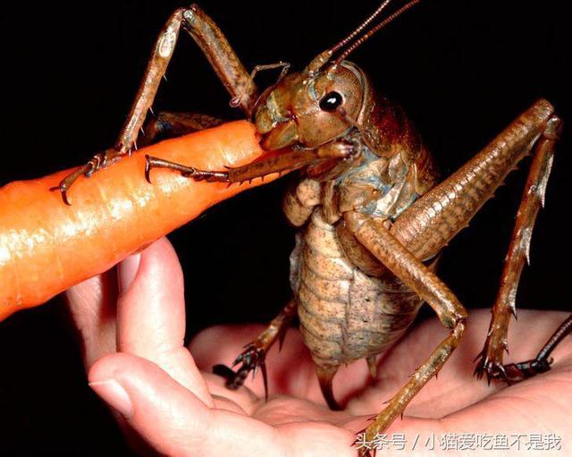 10只巨大的昆虫你见过吗