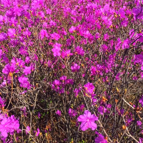 吉林延邊金達萊花開滿山野!