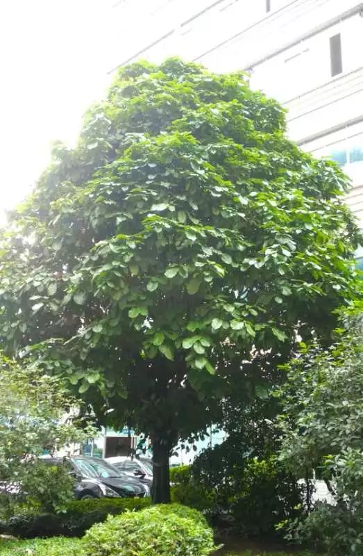 六安市市树图片