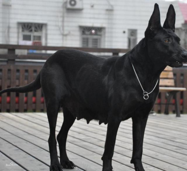 墨界黑狼中國鎮宅辟邪神犬黑狼犬