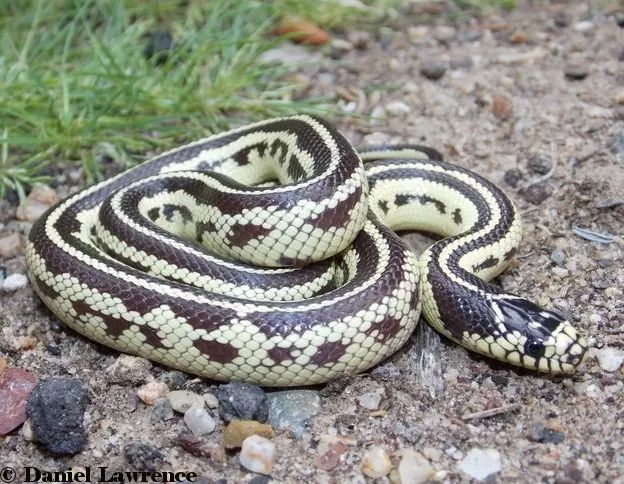 加利福尼亚王蛇图片