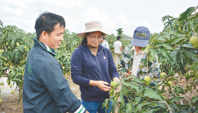 黄丽萍(中)在向村民传授种植技术 本报记者 黄晓慧摄