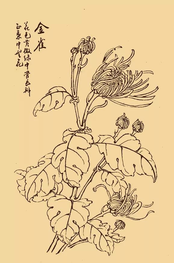 这么美的白描菊花忍不住要分享给你