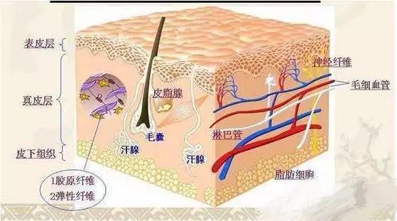 皮肤神经末梢图片