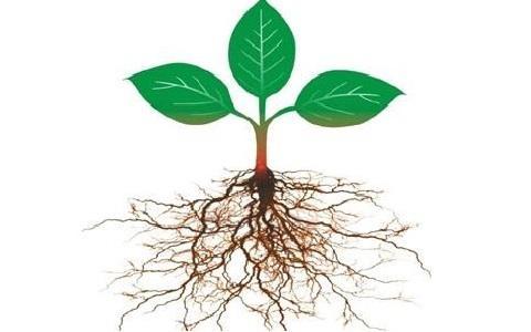 植物根系为何如此发达3类人获取能量最低武家如何提升身体能量
