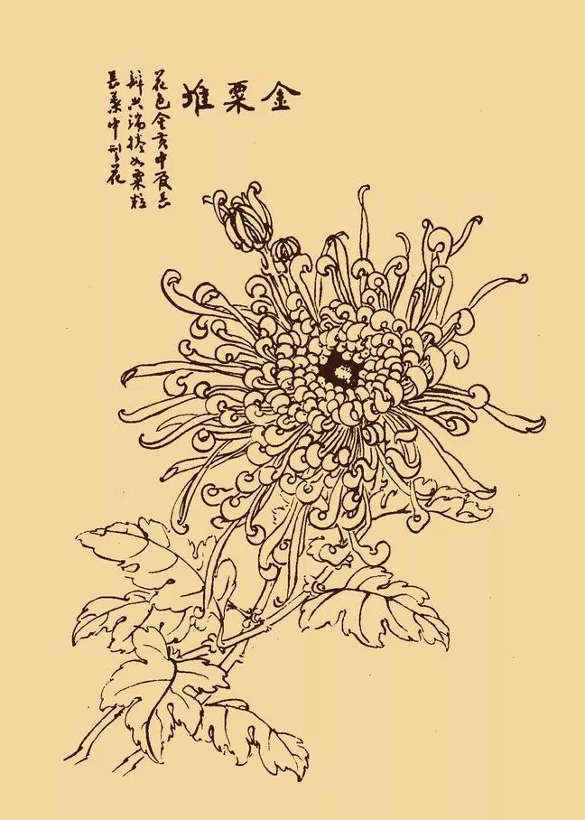 这么美的白描菊花忍不住要分享给你