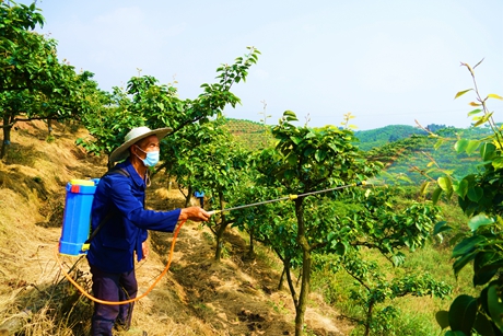 图为五和梨园果农正在为黄花梨打药