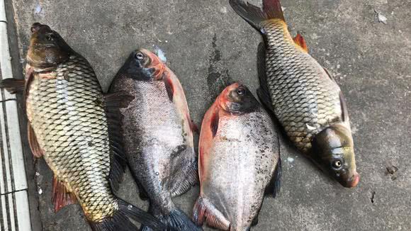 30斤的魚10元一條超市門口設魚塘釣起就可拿走