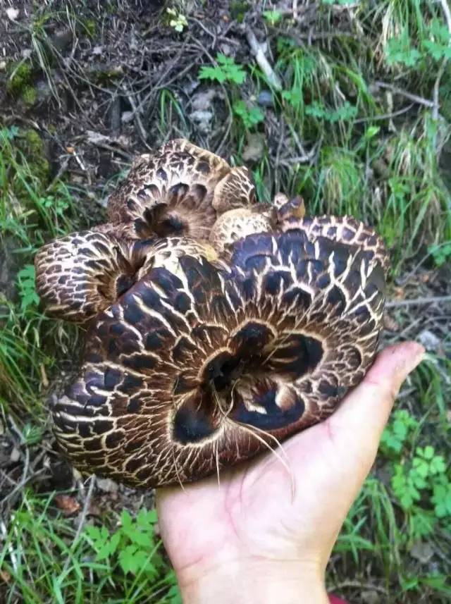 鹿茸蘑菇)现在,小编就整理了新疆山区最常见的无毒可食用蘑菇种类及