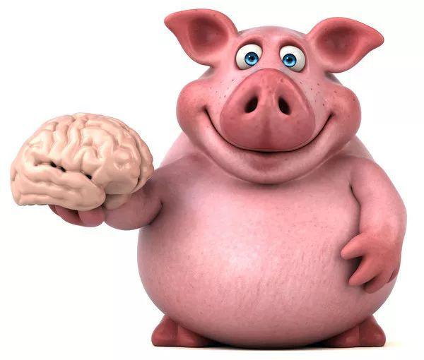 我这个猪脑子表情包图片